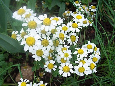 Το χαμομήλι και η δράση του στον οργανισμό μας